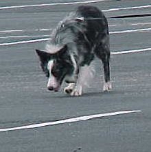Working the Pavement