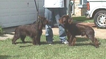 Race and Monty