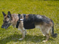GT - K-9 Cool Vest