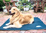 Mutt Mats Training Pads