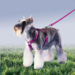 Premier Sure-Fit Harness Stock Colors